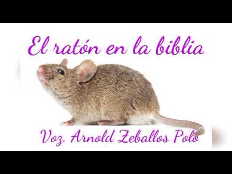 Descubre el Significado de las Ratas en la Biblia: Revelaciones Impactantes Descubre el Significado de las Ratas en la Biblia: Revelaciones Impactantes