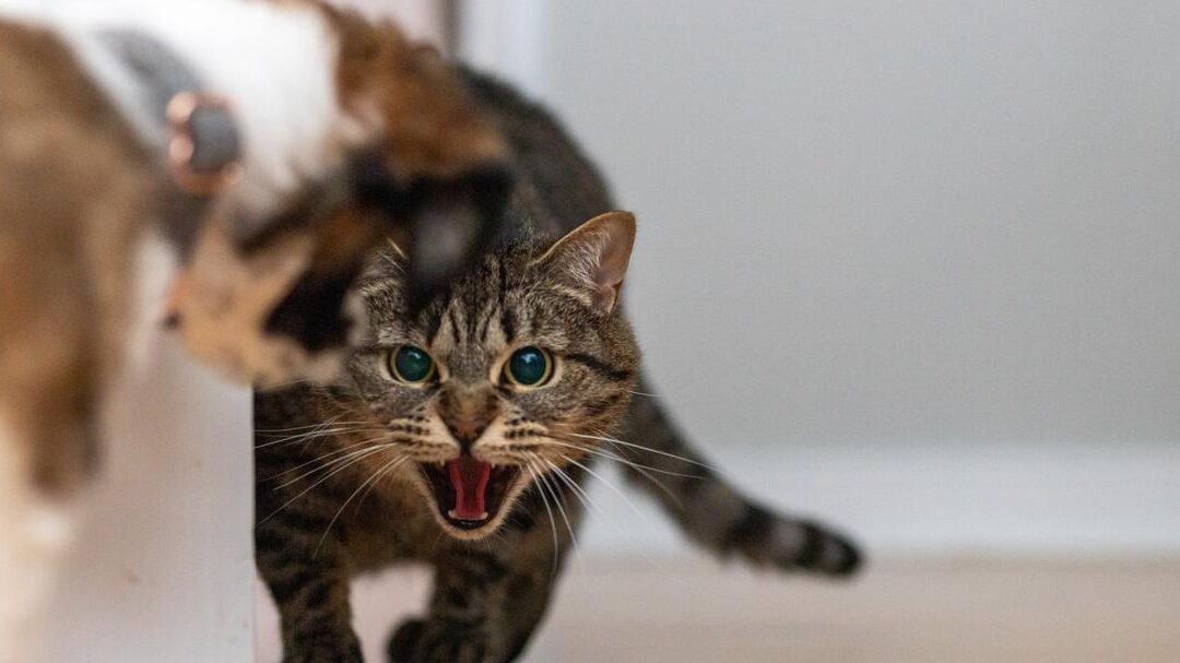 ¿Qué significa soñar que un gato te muerde la mano? Descúbrelo aquí 1 ¿Qué significa soñar que un gato te muerde la mano? Descúbrelo aquí